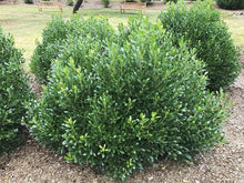 Load image into Gallery viewer, Ilex Glabra 'Shamrock'