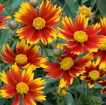 Load image into Gallery viewer, Coreopsis Li'l Bang™ 'Daybreak'