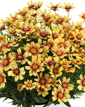 Load image into Gallery viewer, Coreopsis 'Sunset Burst'