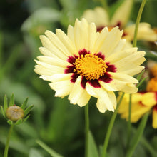 Load image into Gallery viewer, Coreopsis 'Uptick™ Cream & Red'