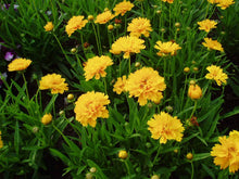 Load image into Gallery viewer, Coreopsis 'Early Sunrise'