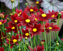 Load image into Gallery viewer, Coreopsis Li'l Bang™ 'Red Elf'