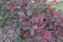Load image into Gallery viewer, Cotinus 'Dusky Maiden' (Smoke Bush)