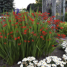 Load image into Gallery viewer, Crocosmia 'Lucifer'