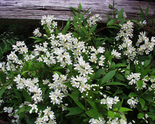 Load image into Gallery viewer, Deutzia 'Nikko'