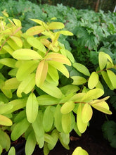 Load image into Gallery viewer, Hypericum 'Brigadoon'