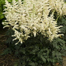 Load image into Gallery viewer, Astilbe 'Vision in White'
