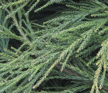 Load image into Gallery viewer, Cryptomeria 'Radicans' (Japanese Cedar)
