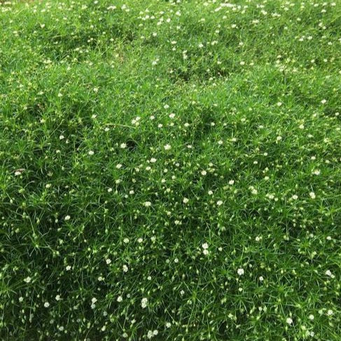 Sagina 'Irish Moss'