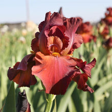 Load image into Gallery viewer, German Iris 'My Friend Johnathan'