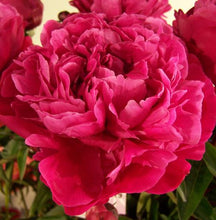 Load image into Gallery viewer, Peony 'Red Sarah Bernhardt'