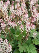 Load image into Gallery viewer, Tiarella 'Oakleaf'
