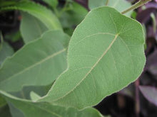 Load image into Gallery viewer, Eucalyptus 'Lemon Bush'