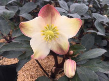 Load image into Gallery viewer, Helleborus Gold Collection® 'Mahogany Snow'