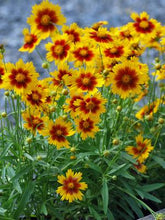 Load image into Gallery viewer, Coreopsis 'UpTick™ Gold & Bronze'