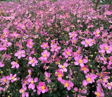 Load image into Gallery viewer, Anemone 'Jasmine'