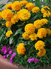 Load image into Gallery viewer, Coreopsis 'Solanna™ Golden Sphere'