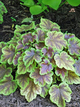 Load image into Gallery viewer, Heucherella 'Solar Eclipse'