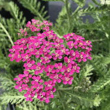 Load image into Gallery viewer, Achillea 'Milly Rock Rose'