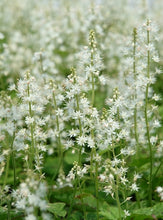 Load image into Gallery viewer, Tiarella 'Running Tapestry'