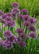 Load image into Gallery viewer, Allium 'Windy City'