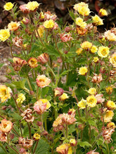 Load image into Gallery viewer, Geum TEMPO™ Yellow