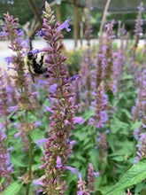 Load image into Gallery viewer, Agastache 'Purple Haze'