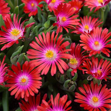 Load image into Gallery viewer, Delosperma 'Jewel of Desert Garnet'