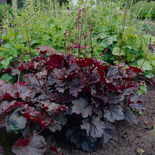 Load image into Gallery viewer, Heuchera 'Palace Purple'