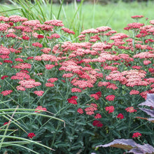 Load image into Gallery viewer, Achillea 'Sangria'