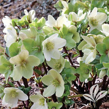 Load image into Gallery viewer, Helleborus 'Champion'