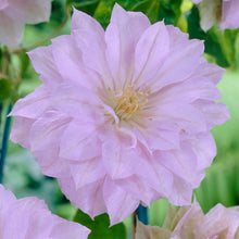 Load image into Gallery viewer, Clematis 'Belle of Woking'