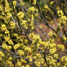 Load image into Gallery viewer, Spicebush