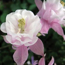 Load image into Gallery viewer, Aquilegia 'Winky Double Rose-White'