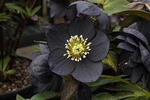 Load image into Gallery viewer, Helleborus 'Black Diamond'