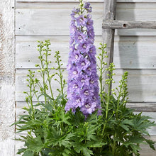 Load image into Gallery viewer, Delphinium Delgenius™ 'Shelby'