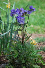 Load image into Gallery viewer, Polemonium 'Bressingham Purple'