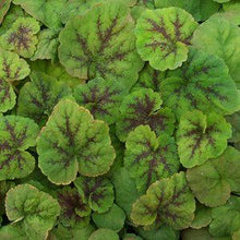 Load image into Gallery viewer, Tiarella 'Running Tapestry'