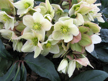 Load image into Gallery viewer, Helleborus 'Champion'