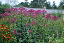 Load image into Gallery viewer, Eupatorium 'Gateway' (Joe Pye Weed)