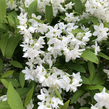 Load image into Gallery viewer, Deutzia 'Yuki Snowflake'