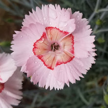 Load image into Gallery viewer, Dianthus American Pie® 'Georgia Peach Pie'