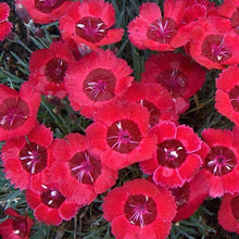 Load image into Gallery viewer, Dianthus 'Eastern Star'