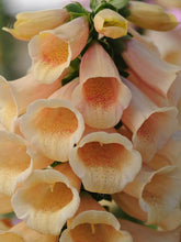 Load image into Gallery viewer, Foxglove 'Dalmatian Peach'