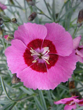Load image into Gallery viewer, Dianthus 'Peppermint Star'