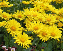 Load image into Gallery viewer, Doronicum 'Little Leo'