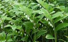 Load image into Gallery viewer, Polygonatum Odoratum Variegatum (Solomon's Seal)
