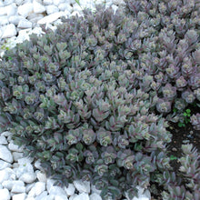 Load image into Gallery viewer, Sedum SunSparkler® 'Dazzleberry'