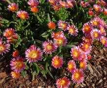 Load image into Gallery viewer, Delosperma Ocean Sunset™ 'Orange Glow'