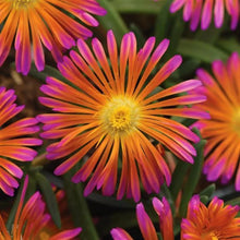 Load image into Gallery viewer, Delosperma Ocean Sunset™ 'Orange Glow'